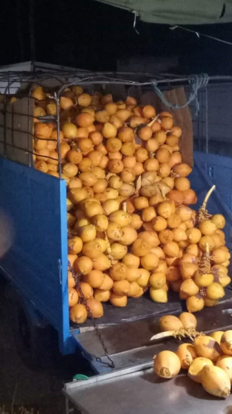 Fresh king coconut 